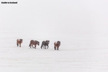 La Guía Definitiva de Islandia en Diciembre