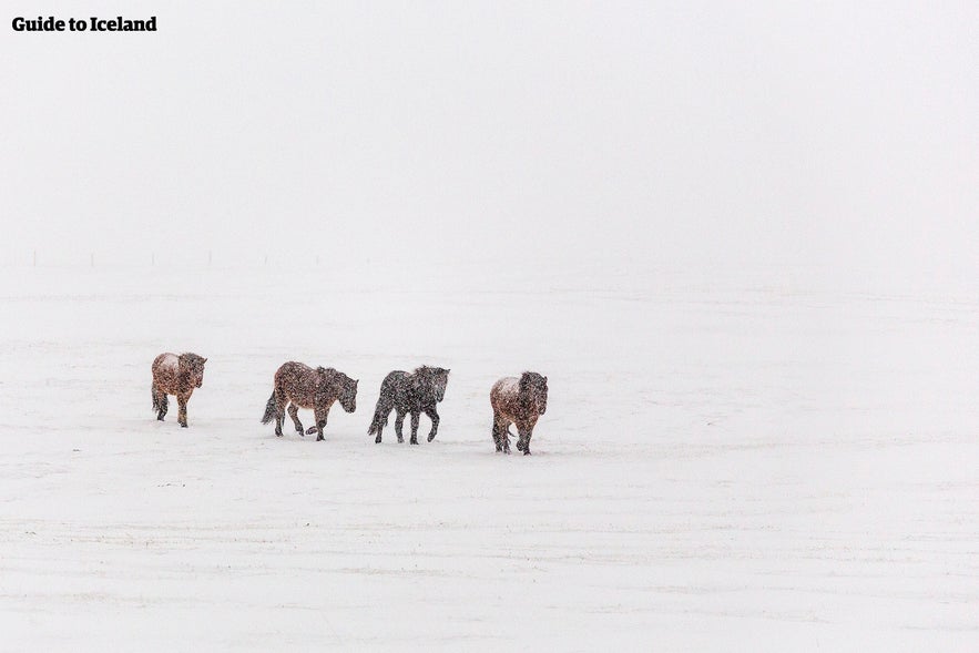 IJslandse paarden trotseren een sneeuwstorm