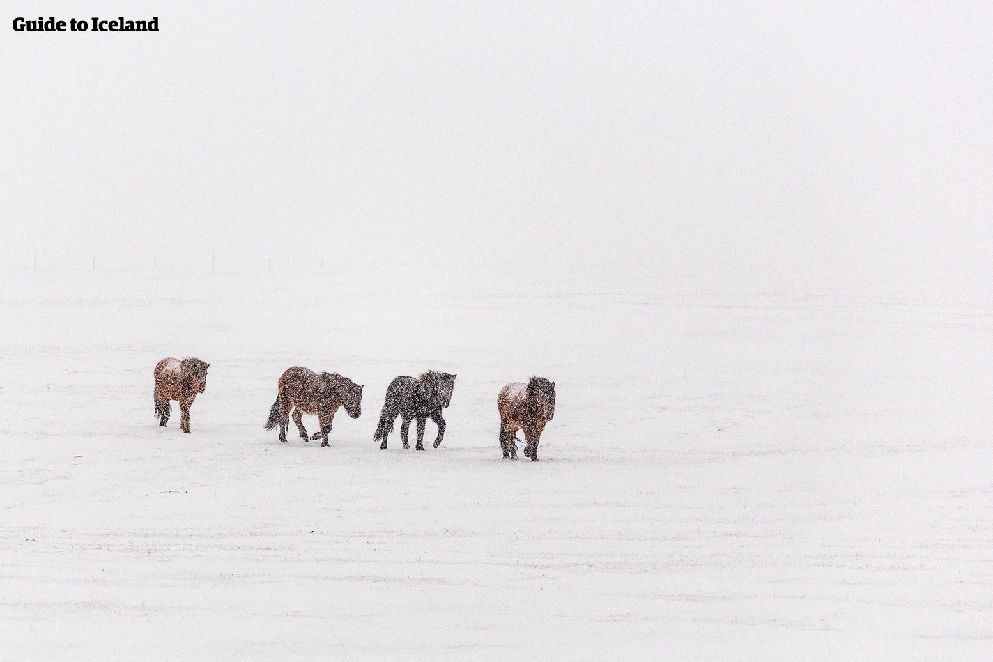 I cavalli islandesi sono animali tenaci