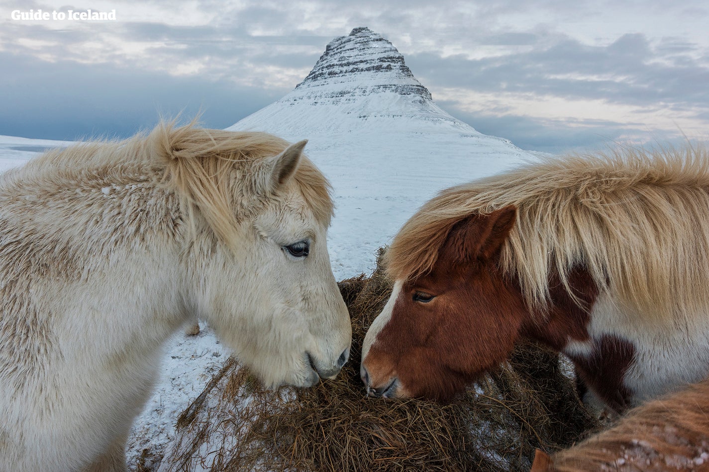 Foeragerende IJslandse paarden bij de berg Kirkjufell in de winter