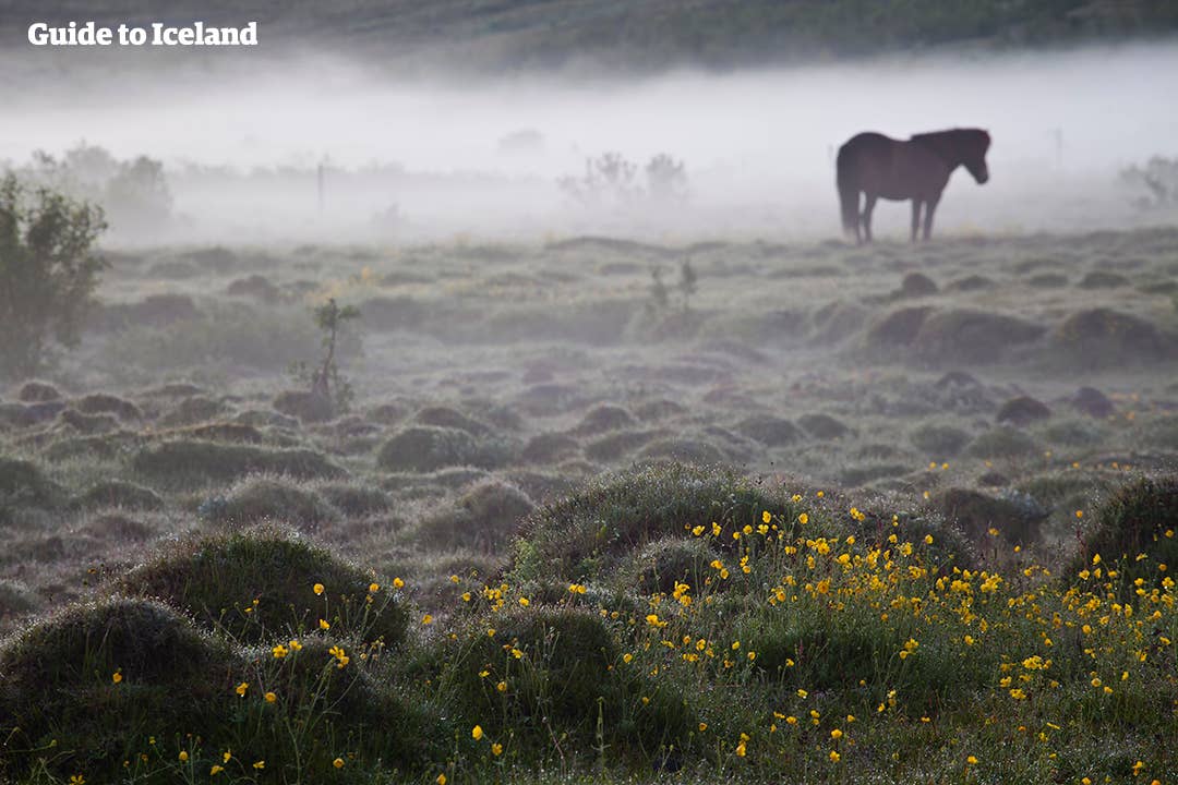 Een mistige IJslandse dag met grazende paarden in de wei