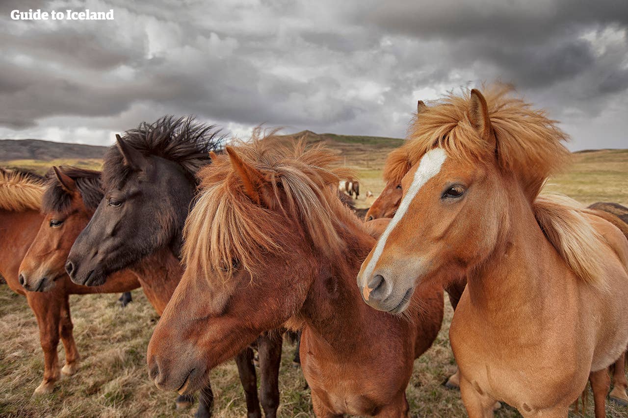 IJslandse paarden worden in halfwilde toestand gehouden