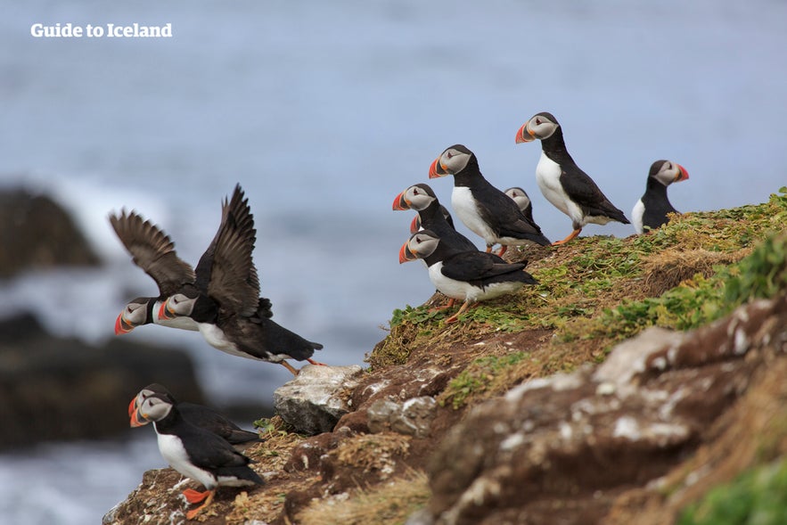 Puffins are known for their colorful beaks.