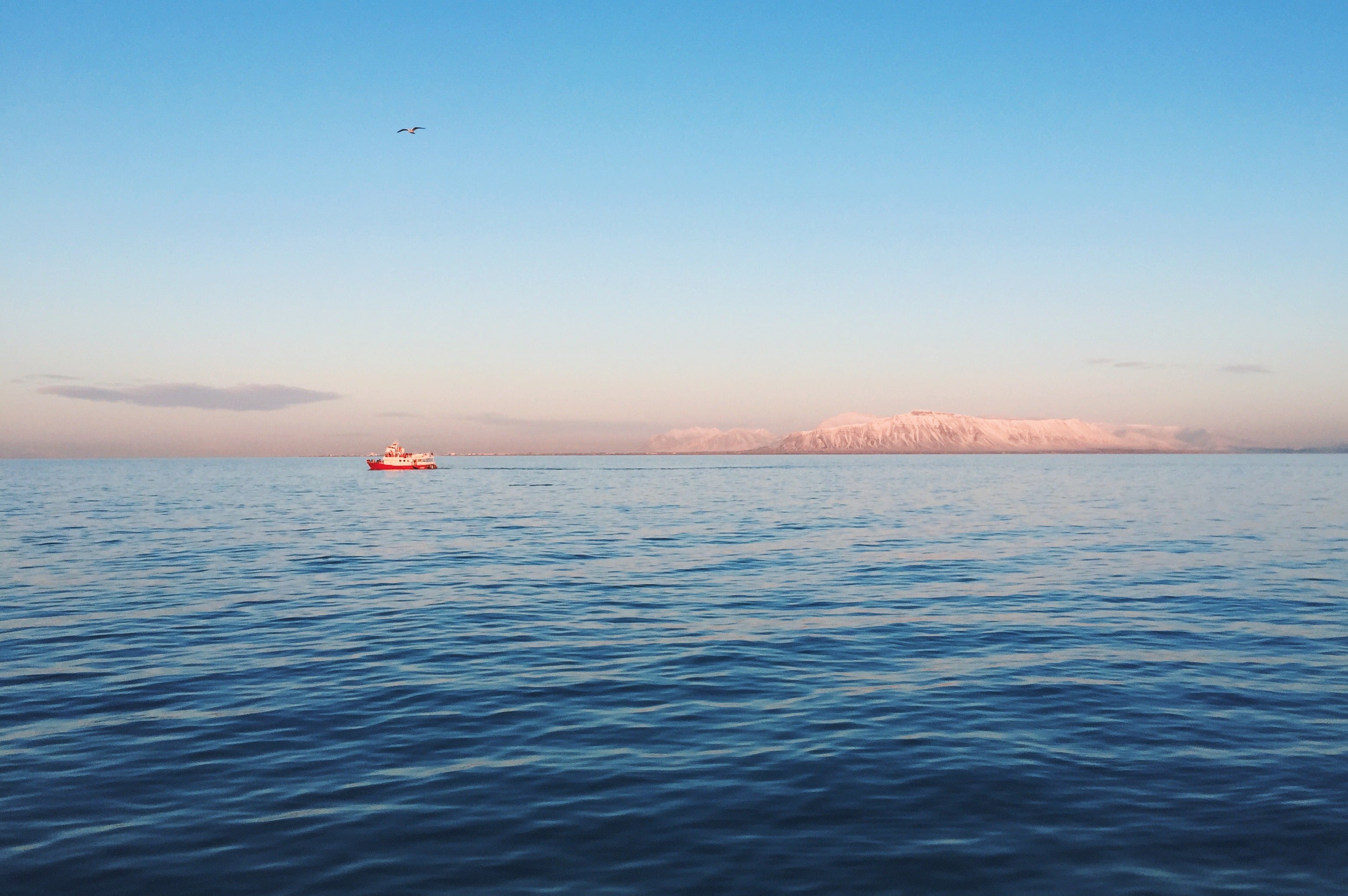 冰岛雷克雅未克观鲸攻略