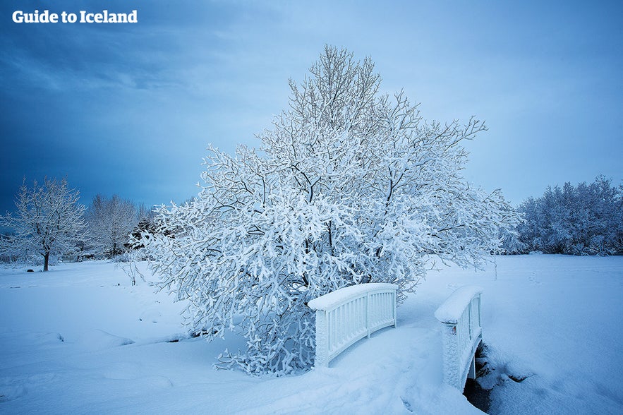 Snowy botanical garden in Reykjaví­k