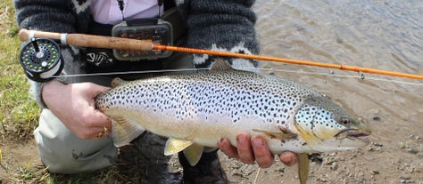 Het vangen van een prachtige bruine forel in de Zuid-IJslandse rivier Varmá.