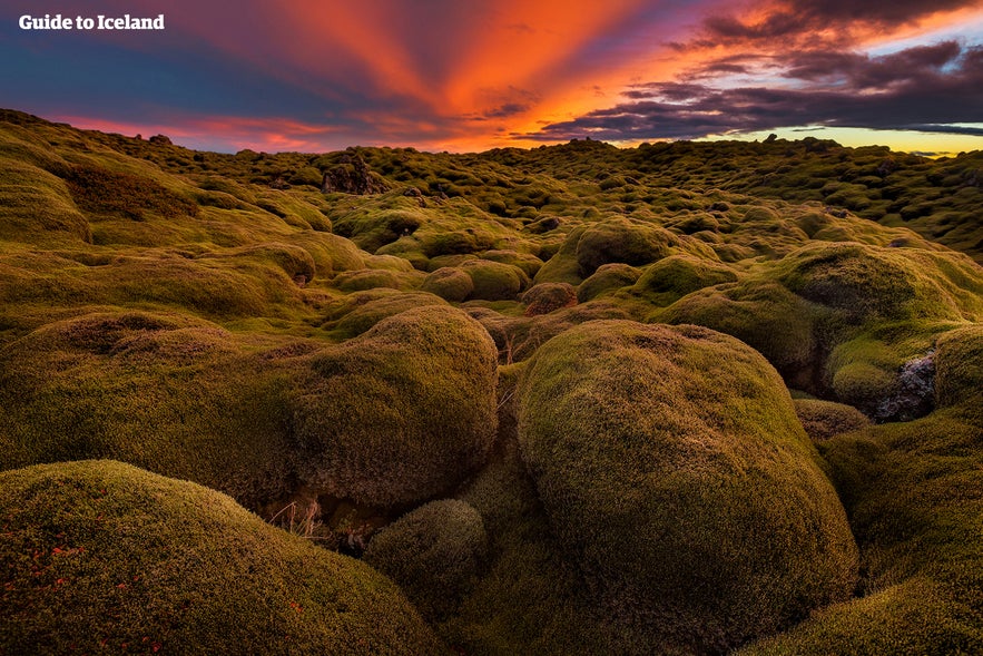 Moss covered lava in Iceland