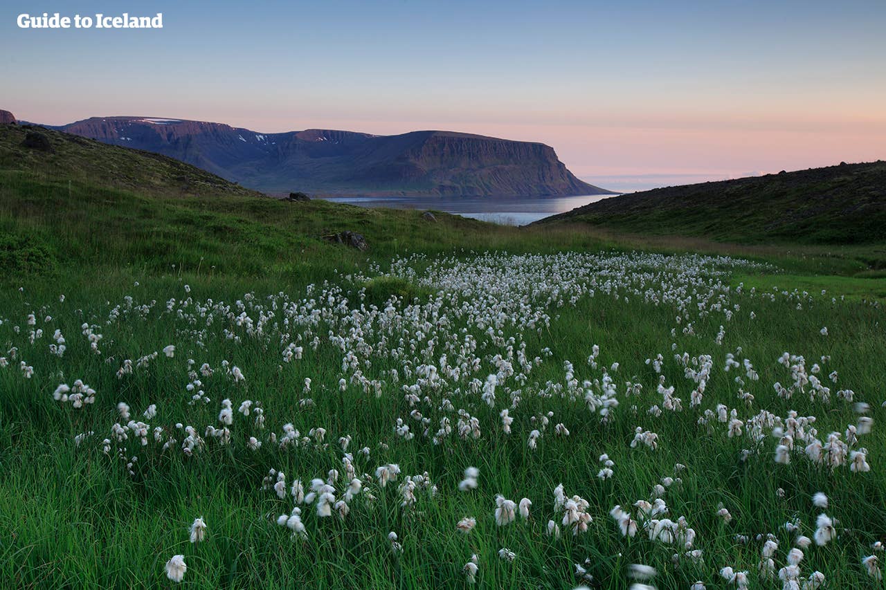 A grassy fjord in Iceland