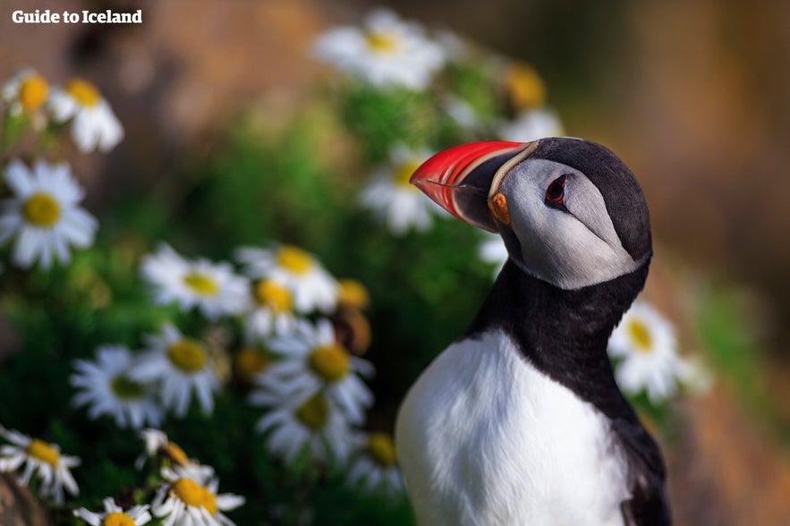 Close-up of an Atlantic puffin in Iceland standing among white and yellow wildflowers during summer, highlighting its colorful beak and distinctive black and white plumage.