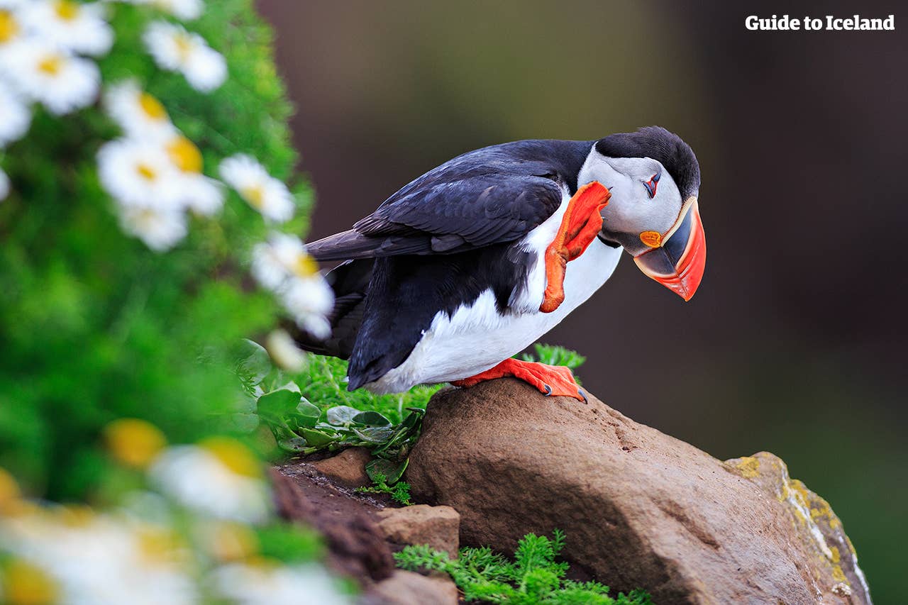 This puffin is having a great time in Iceland