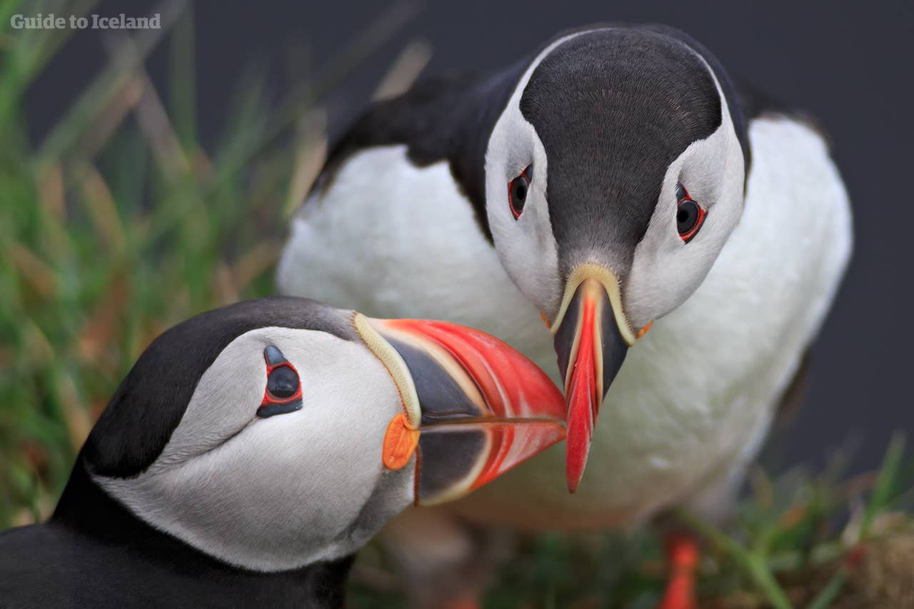 Puffin love in Iceland