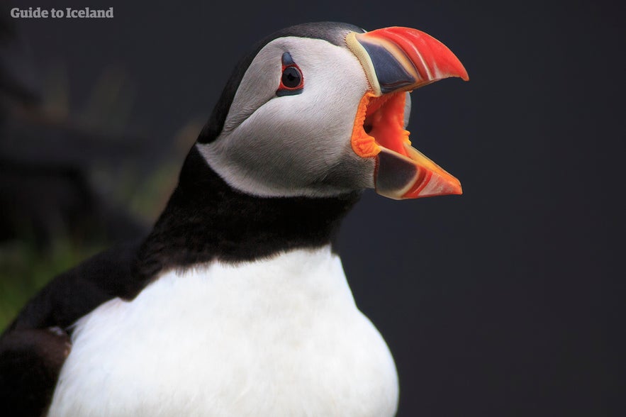 Icelandic puffin trying to communicate!