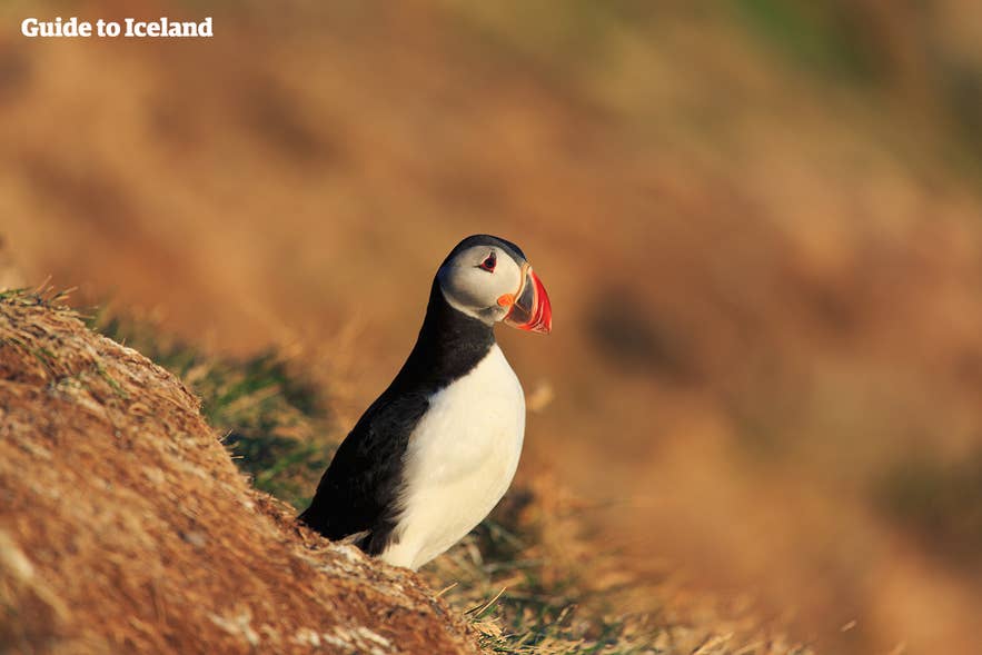 Puffin perched on a grassy clifftop in Iceland, where the birds return each spring from April onward.