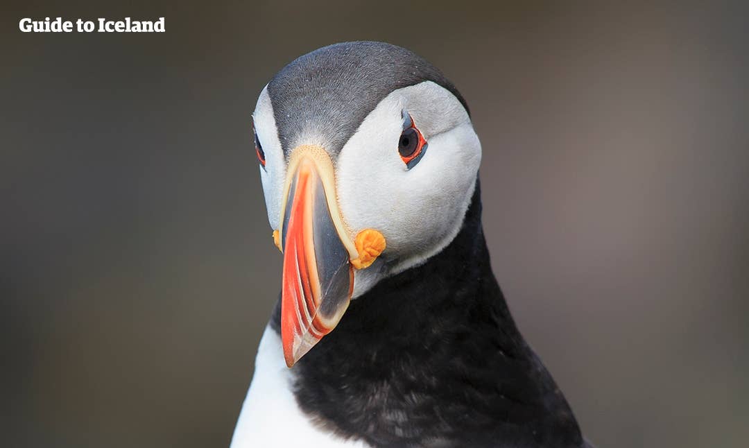 In gedachten verzonken papegaaiduiker in IJsland