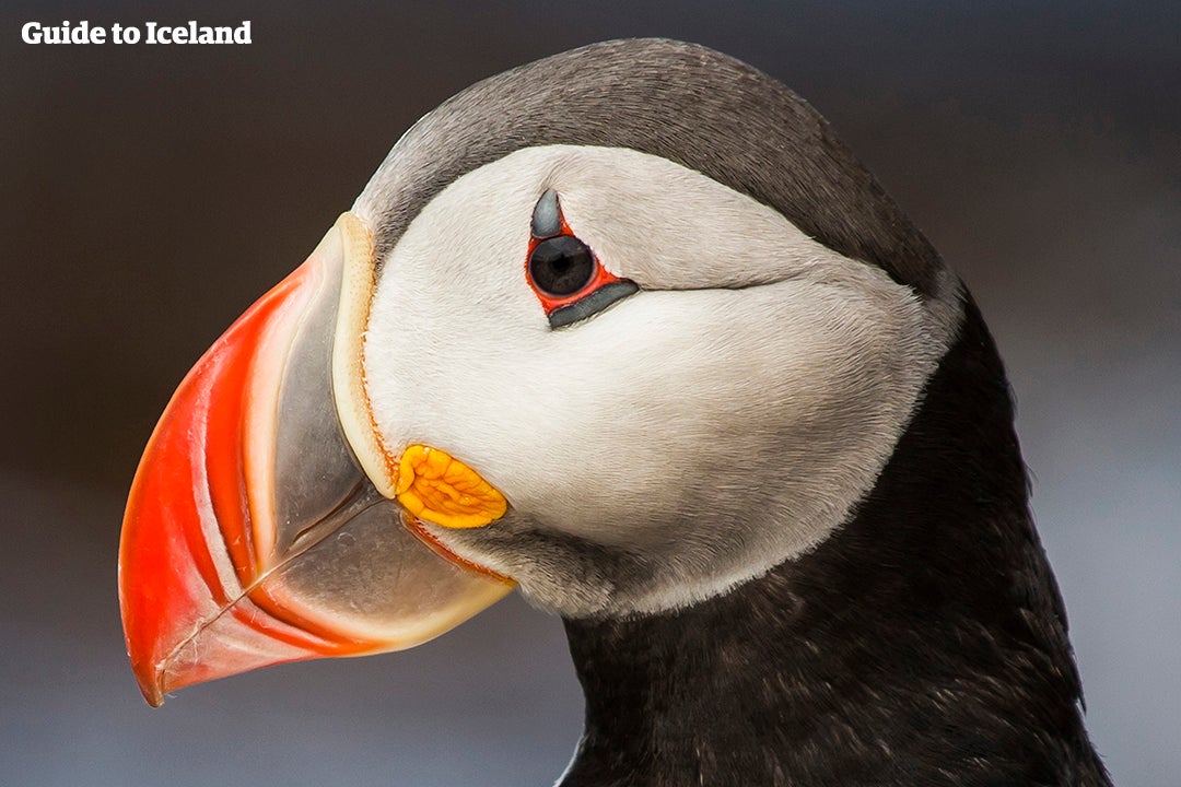 Icelandic puffin up close and personal