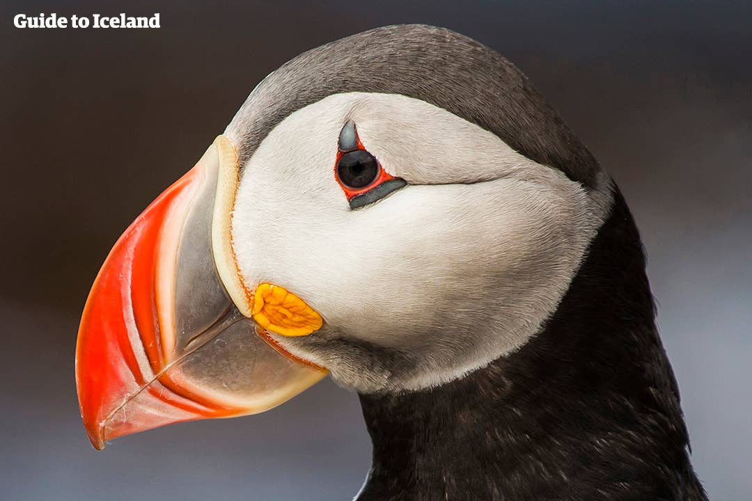 Portrait de macareux en Islande