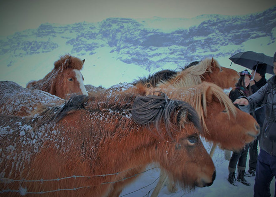 Bienvenidos a Islandia