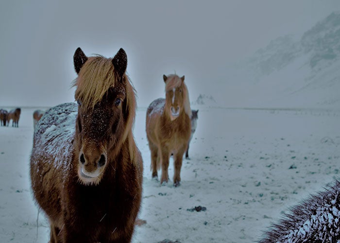 Bienvenidos a Islandia