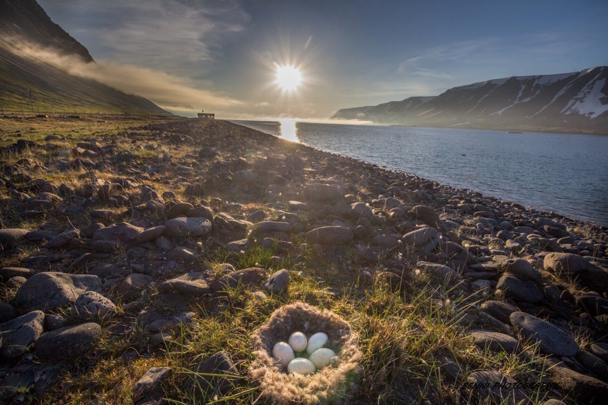 Living in the Westfjords