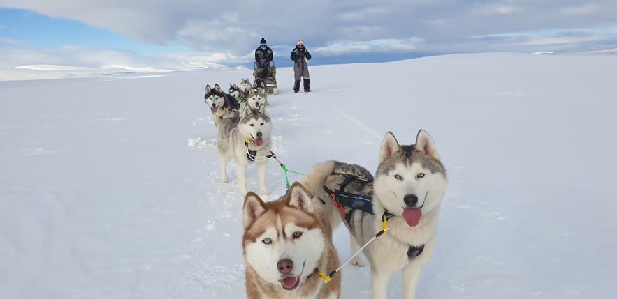 Meet adorable siberian huskies on a dog sledding tour in Iceland