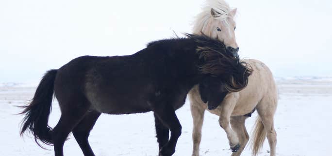 Discovering the Charm of Icelandic Horses: Unique Traits and Enchanting Gaits