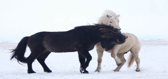 Discovering the Charm of Icelandic Horses: Unique Traits and Enchanting Gaits