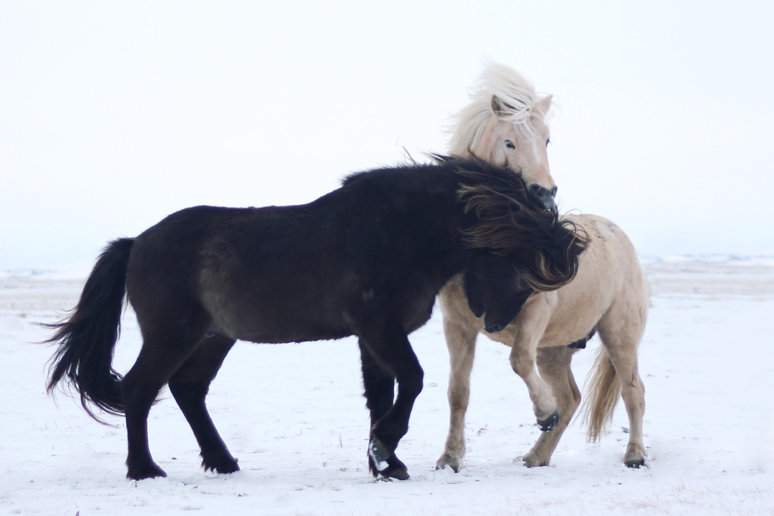 Discovering the Charm of Icelandic Horses: Unique Traits and Enchanting Gaits