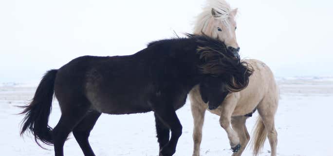 Discovering the Charm of Icelandic Horses: Unique Traits and Enchanting Gaits