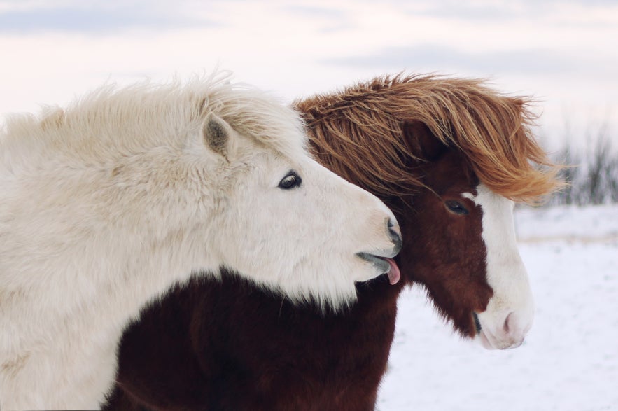 Discovering the Charm of Icelandic Horses: Unique Traits and Enchanting Gaits