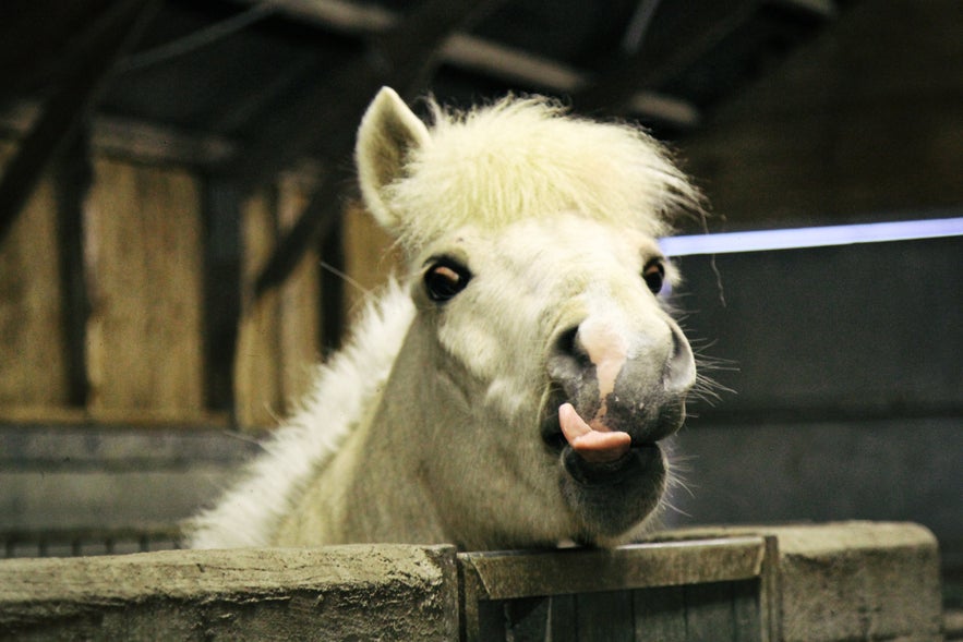 Discovering the Charm of Icelandic Horses: Unique Traits and Enchanting Gaits