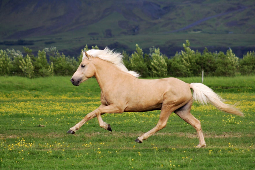 Discovering the Charm of Icelandic Horses: Unique Traits and Enchanting Gaits