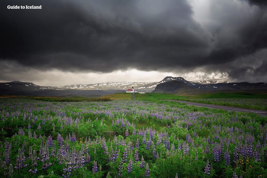 Lupines flower in Vik.