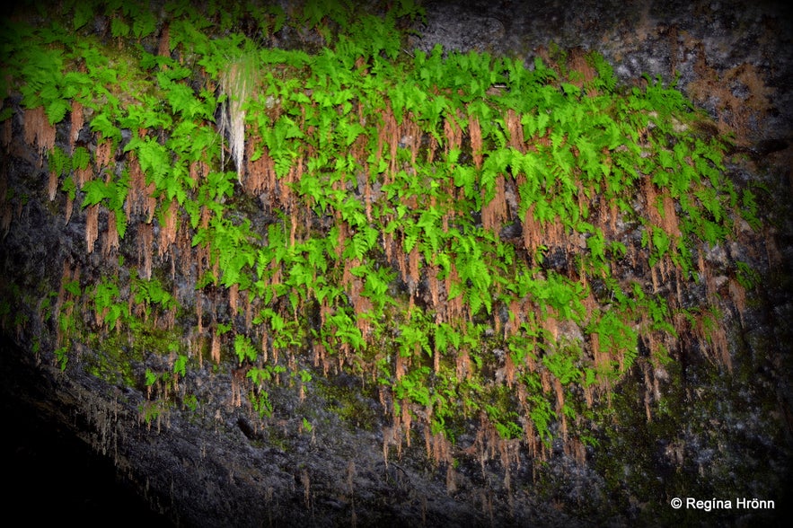 The historical Steinahellir Cave in South Iceland