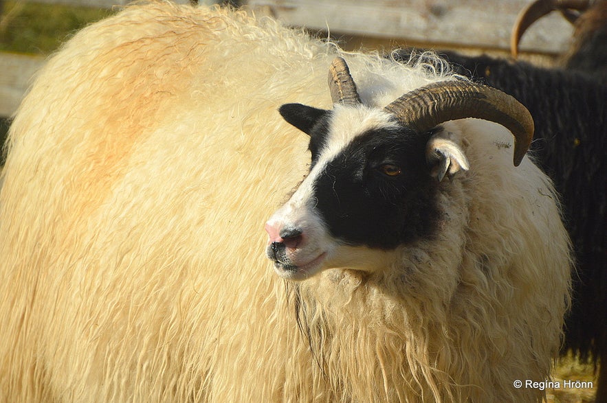 The historical Steinahellir Cave in South Iceland