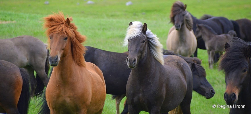 The historical Steinahellir Cave in South Iceland