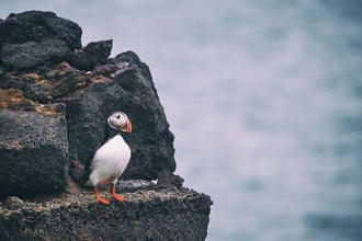 A puffin stands on a rock edge on Heimaey Island.
