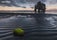 Hvítserkur _ Cliffs_Beach _ North _ Summer _ WM.jpg