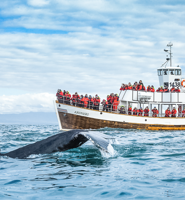 Husavik Tours