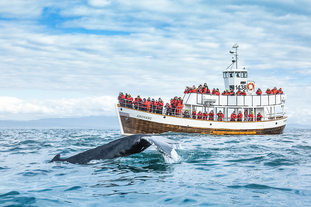 Klassisk 3 timmars valsafari i ekbåt med transfer från Husavik