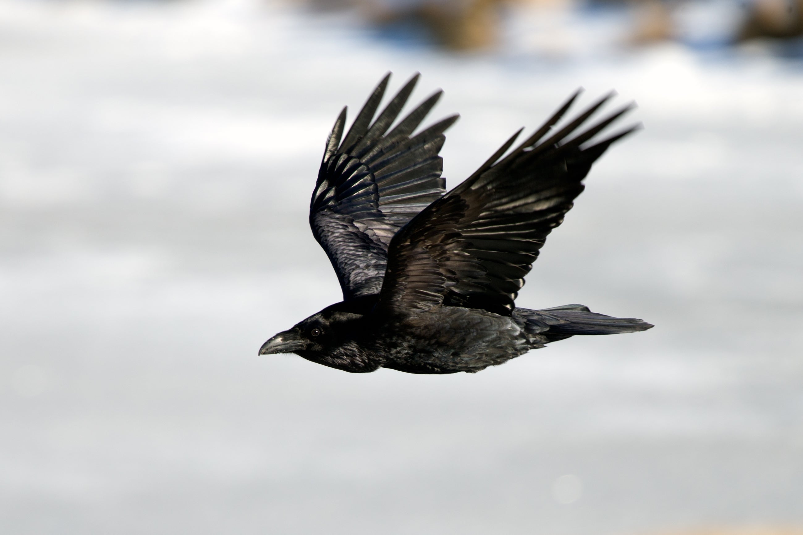 Ravens in Iceland: Folklore & Superstition