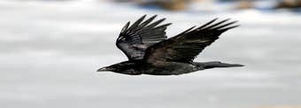 Ravens in Iceland: Folklore & Superstition