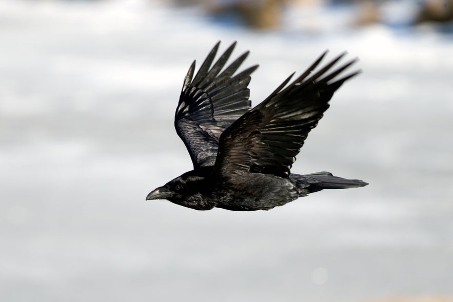 A raven in flight in Iceland.