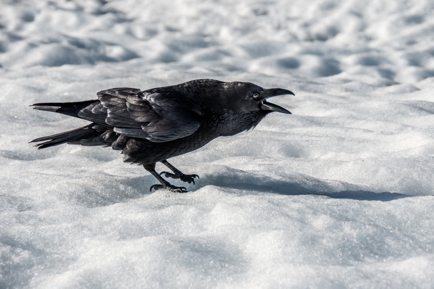 Ravens in Iceland: Folklore & Superstition | Guide to Iceland