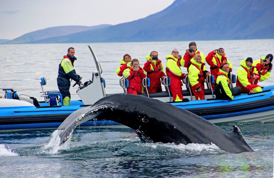 Almost twenty Humpbacks in Skjalfandi bay