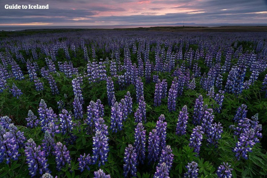 Lupin flower field in Iceland