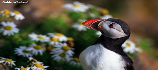 10 faktów na temat Islandii | Dowiedz się więcej!