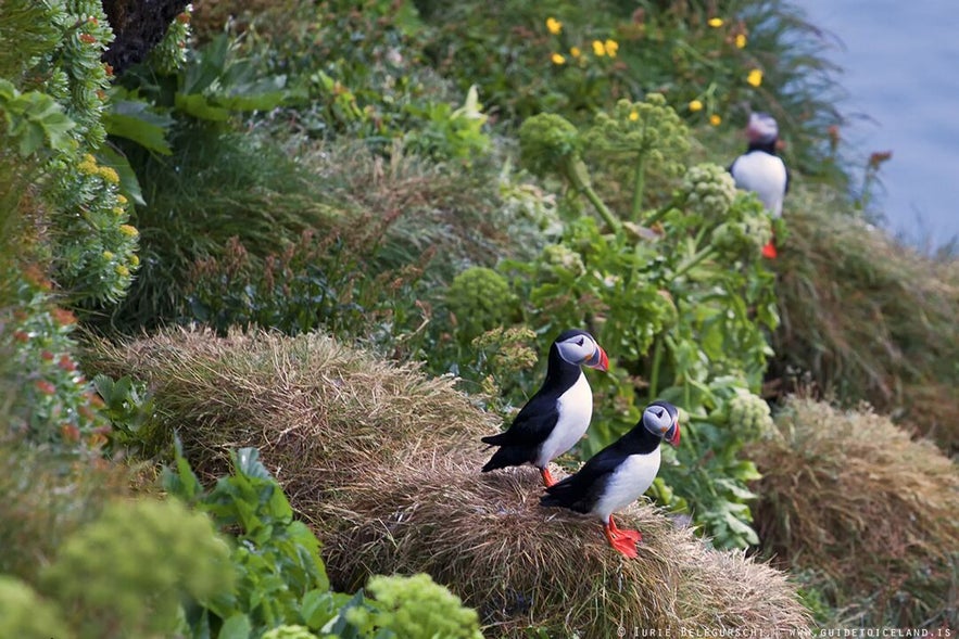 Ecoturismo en Islandia