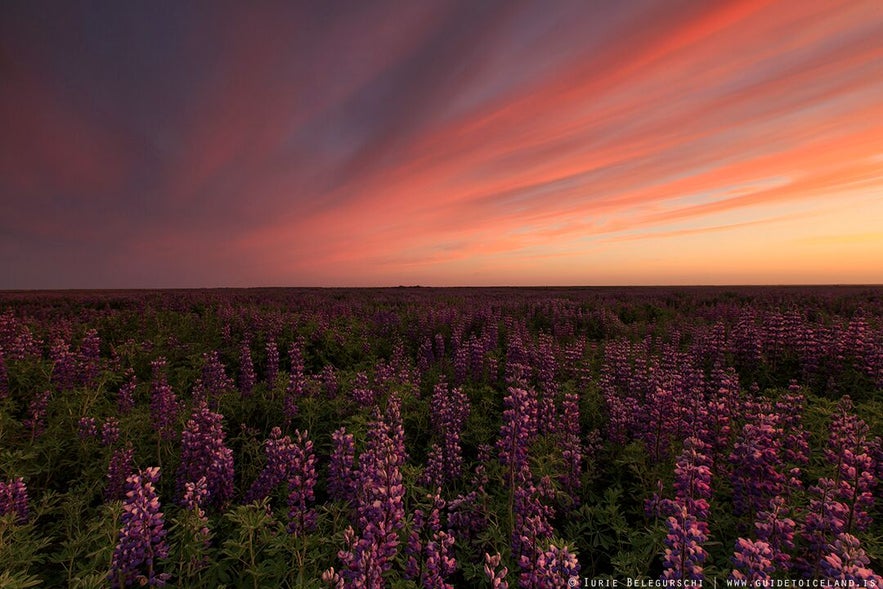 Ventajas y desventajas de Islandia en verano