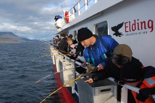 Faxaflói Bay is teeming with life, explaining why there are so many seabirds and whales.