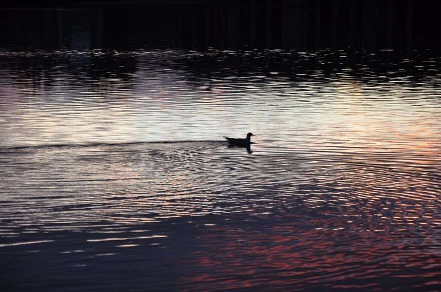 A duck chilling in the midnight sun :)